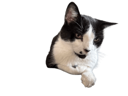 Doc the cat
